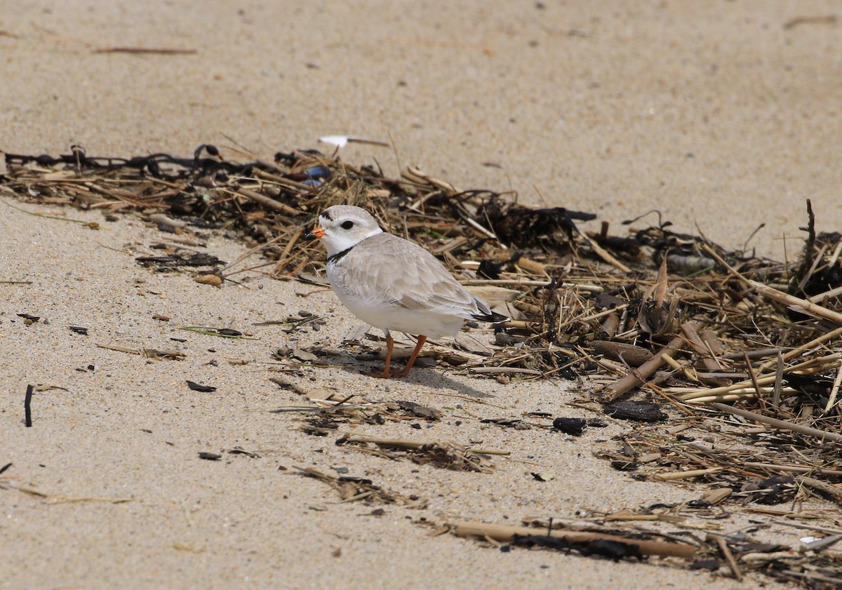 Piping Plover - ML618879059