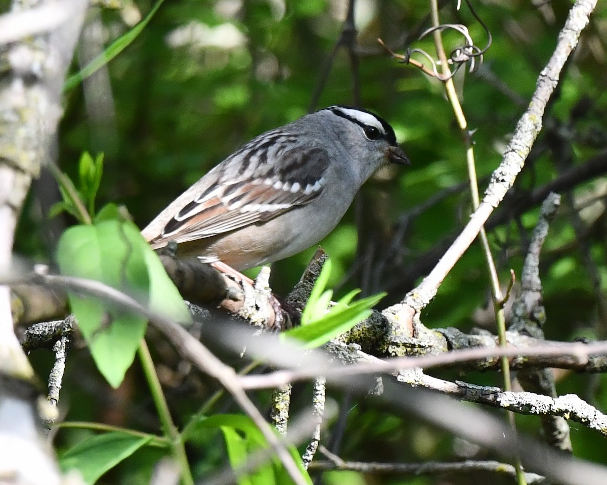White-crowned Sparrow - ML618879064