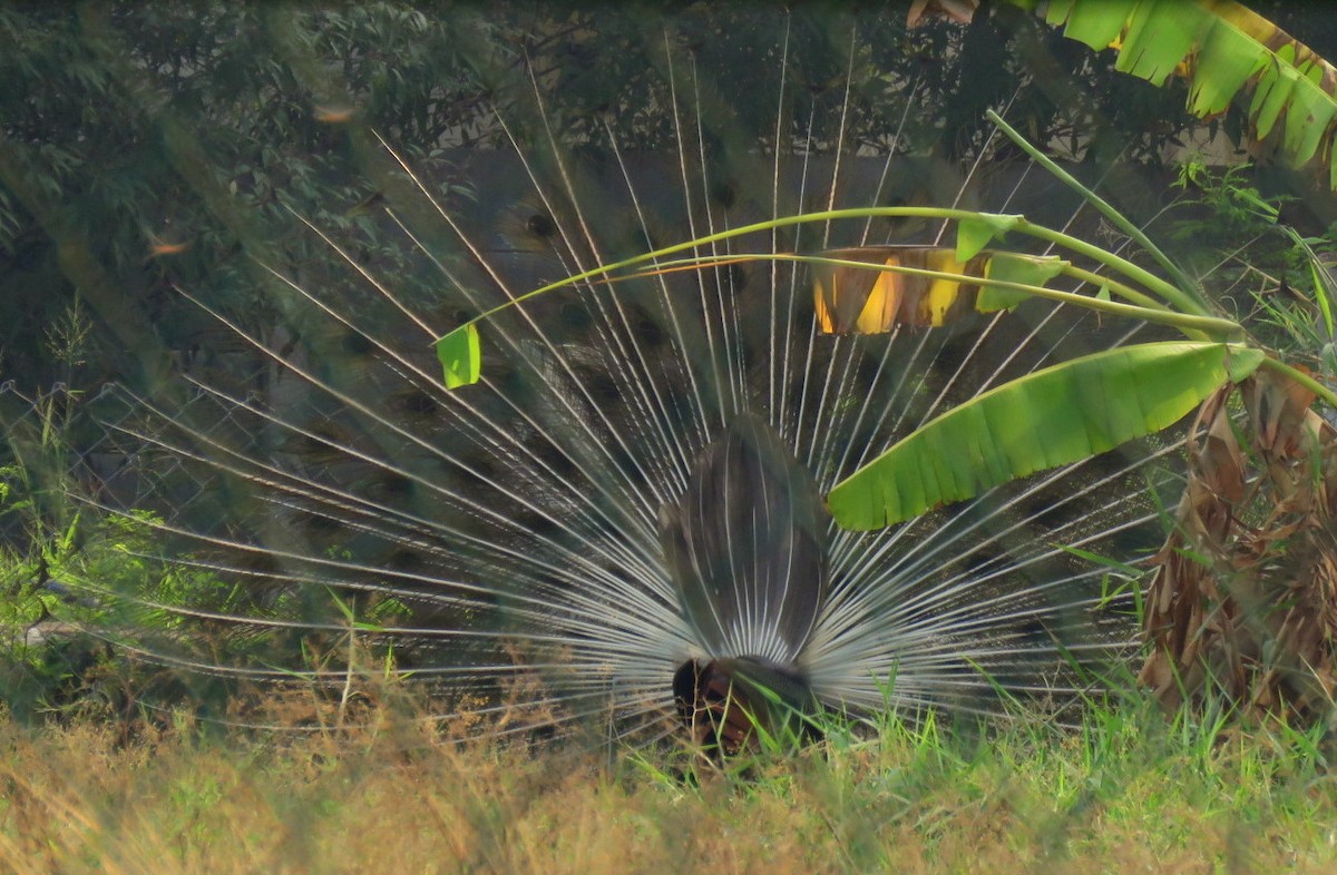 Indian Peafowl - Deepa Mohan