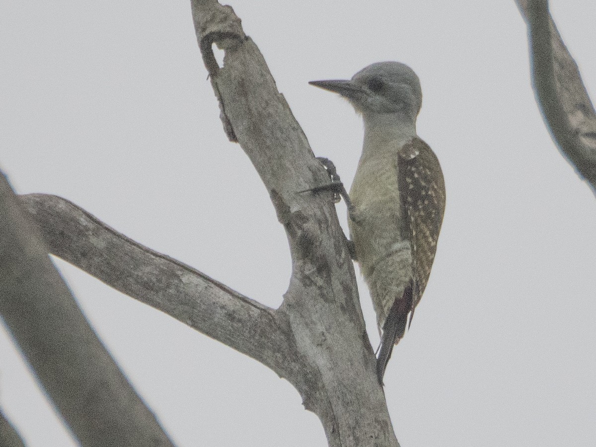 African Gray Woodpecker - ML618879110