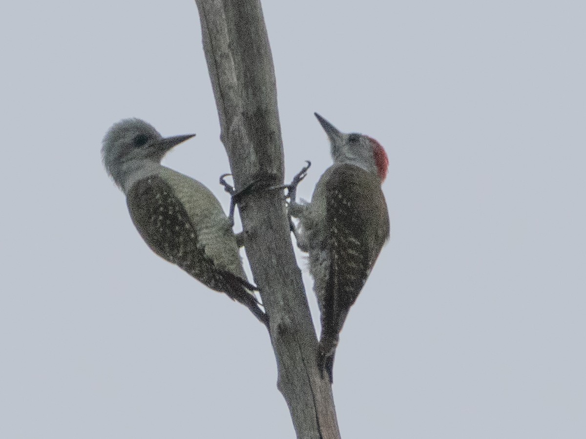 African Gray Woodpecker - ML618879111