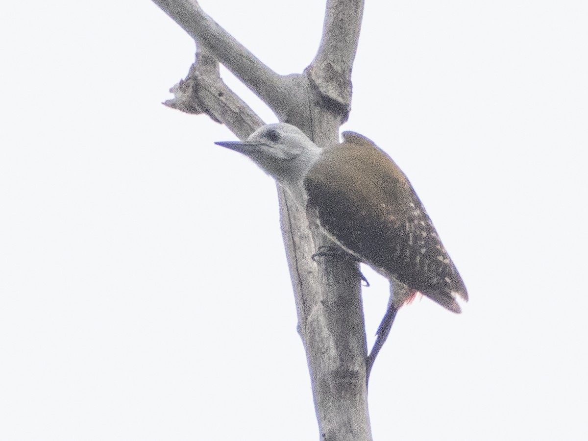 African Gray Woodpecker - ML618879112