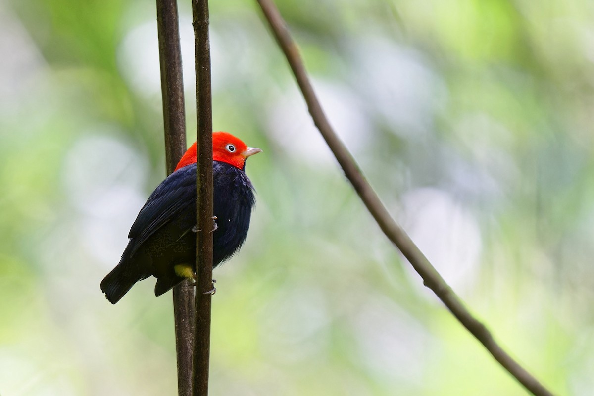 Red-capped Manakin - ML618879144