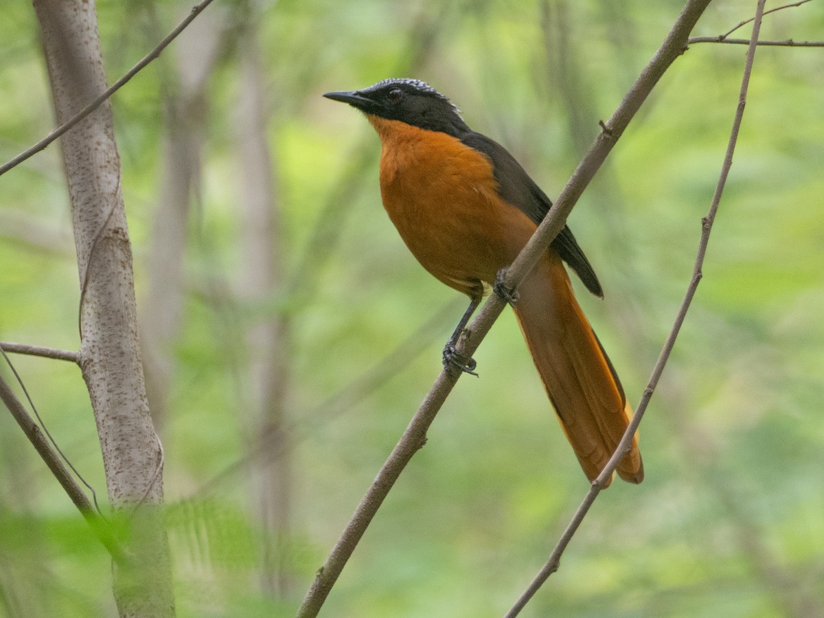 White-crowned Robin-Chat - ML618879167