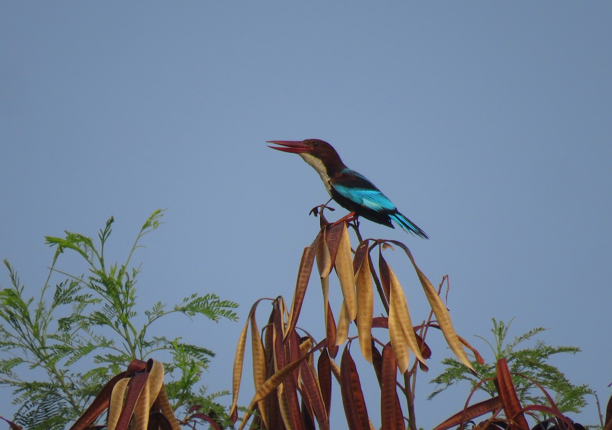 White-throated Kingfisher - Deepa Mohan