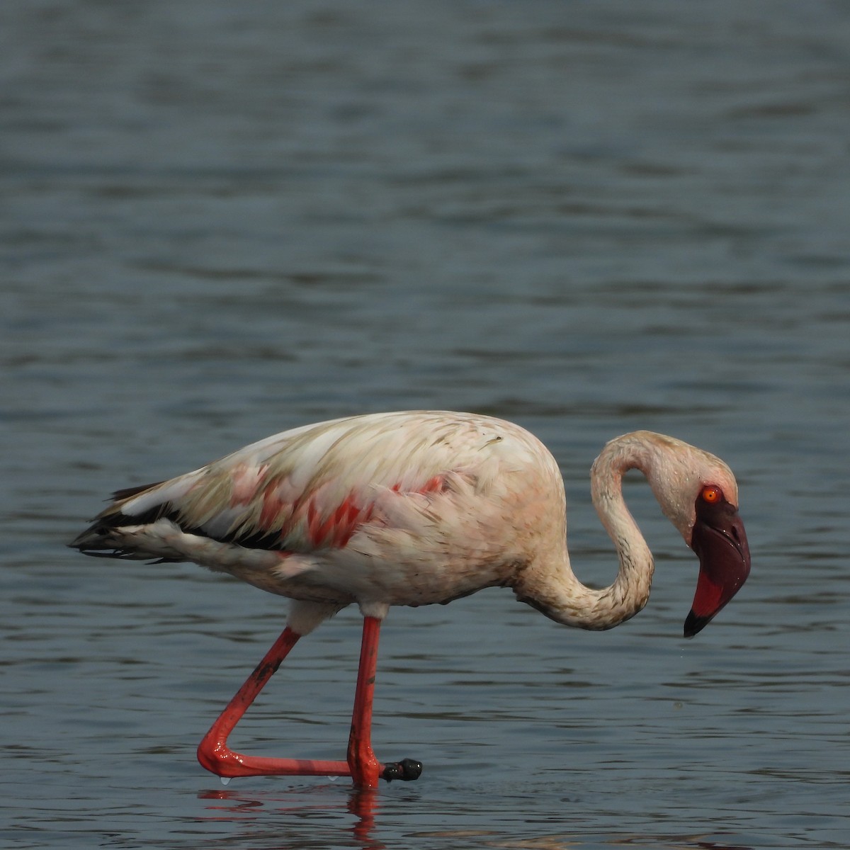Lesser Flamingo - Ranjeet Rane