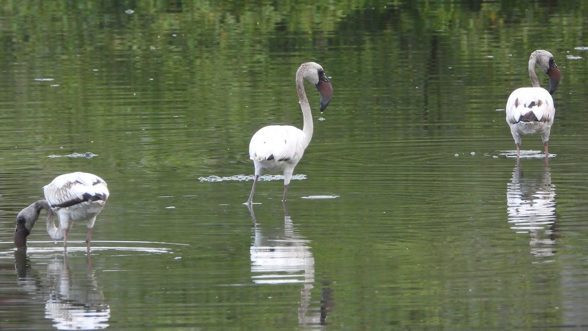 Lesser Flamingo - Ranjeet Rane