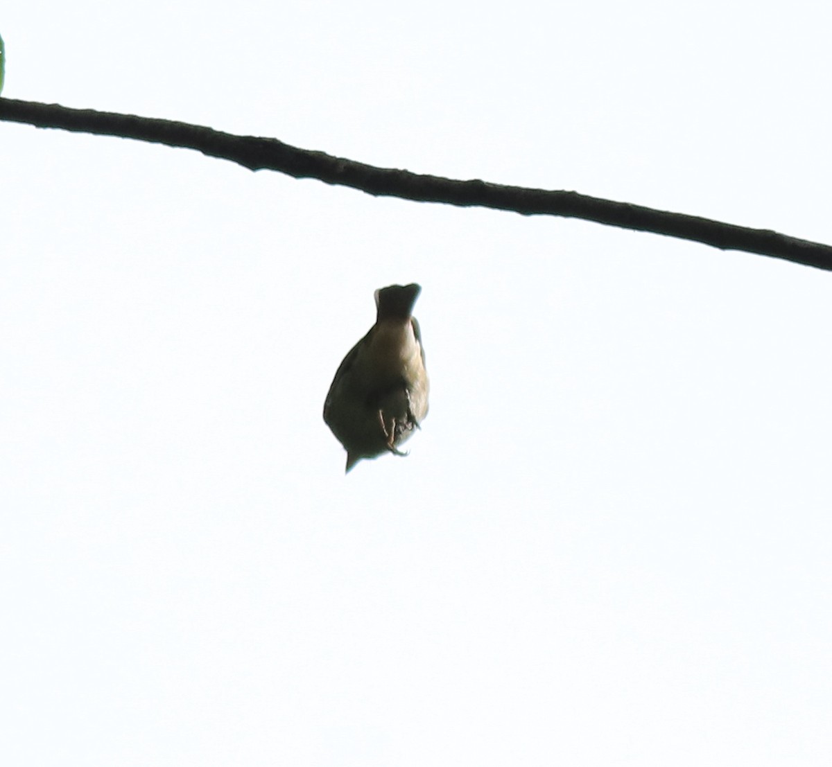 Rusty-tailed Flycatcher - ML618879236