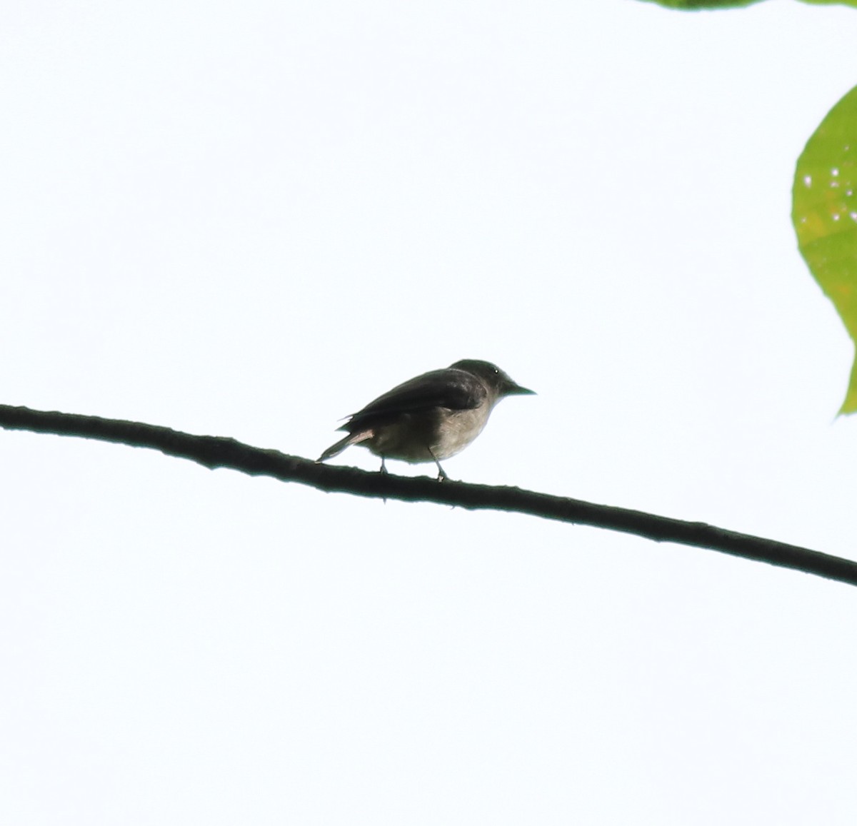Rusty-tailed Flycatcher - Afsar Nayakkan