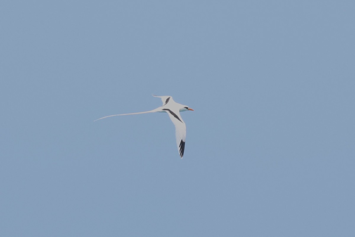 White-tailed Tropicbird - Andrew Dobson