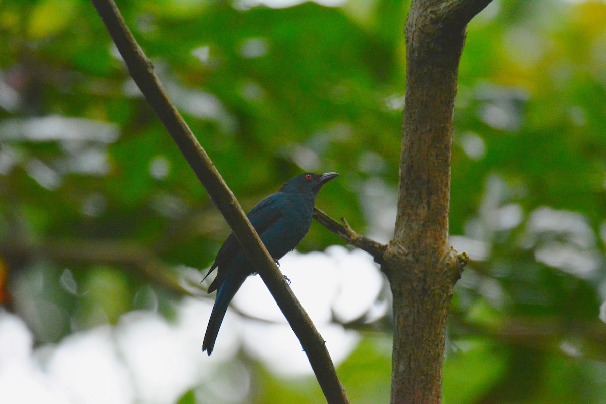 Asian Fairy-bluebird - Bhargav P