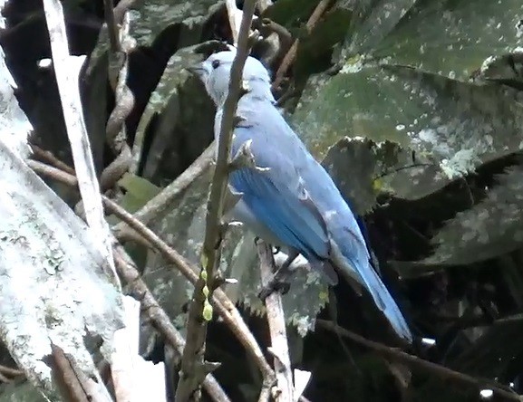 Blue-necked Tanager - ML618879308