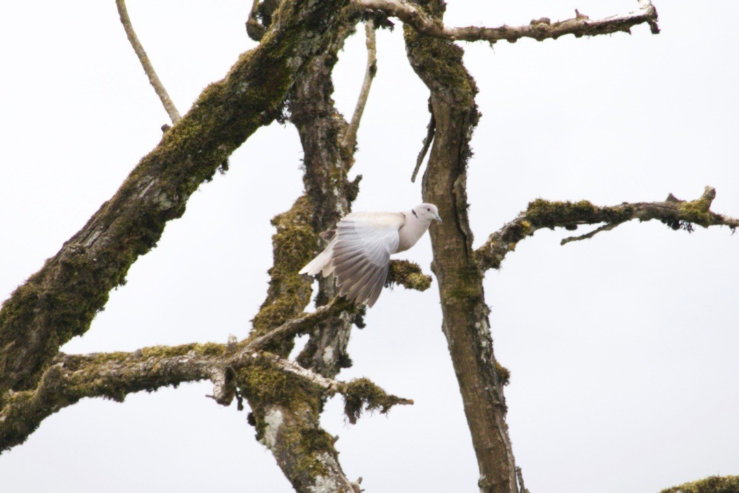 Eurasian Collared-Dove - ML618879349