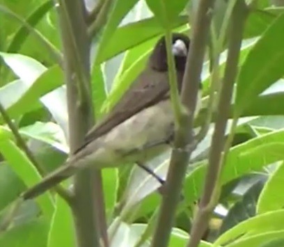 Yellow-bellied Seedeater - ML618879353