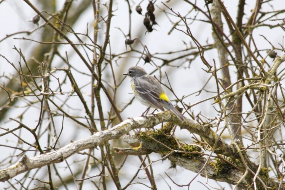 Yellow-rumped Warbler - Loyan Beausoleil