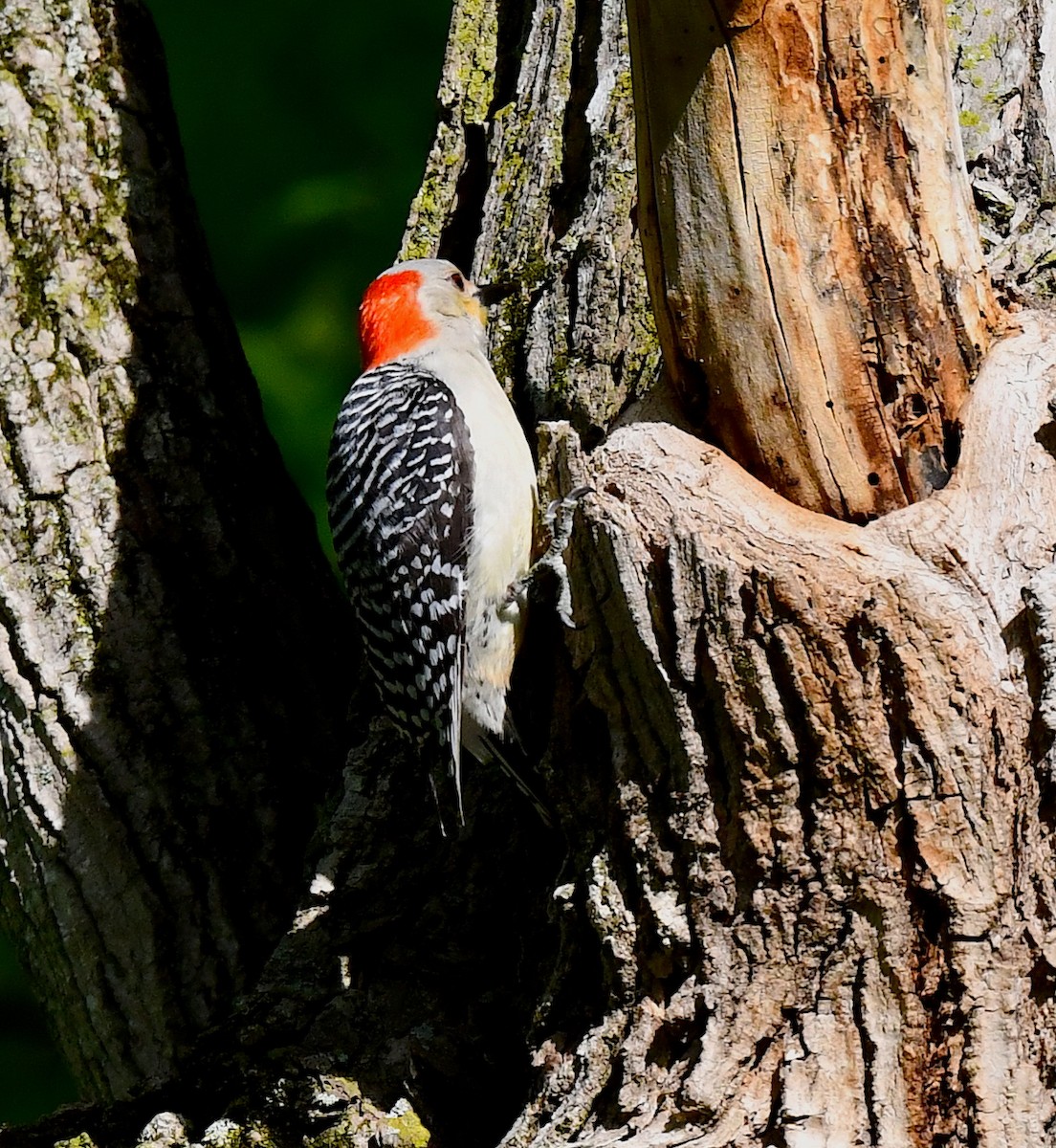 Red-bellied Woodpecker - ML618879373