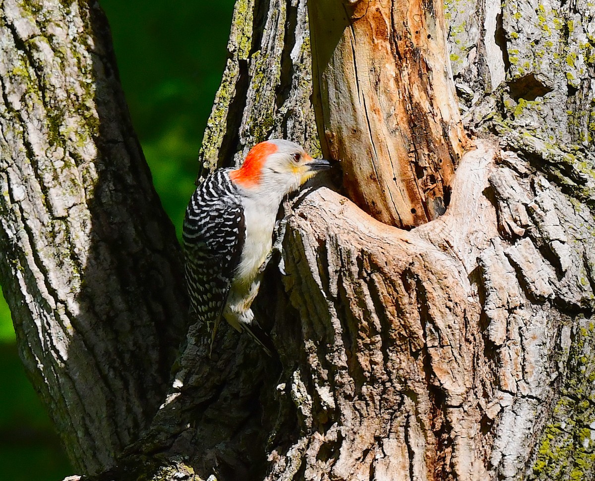 Red-bellied Woodpecker - ML618879374