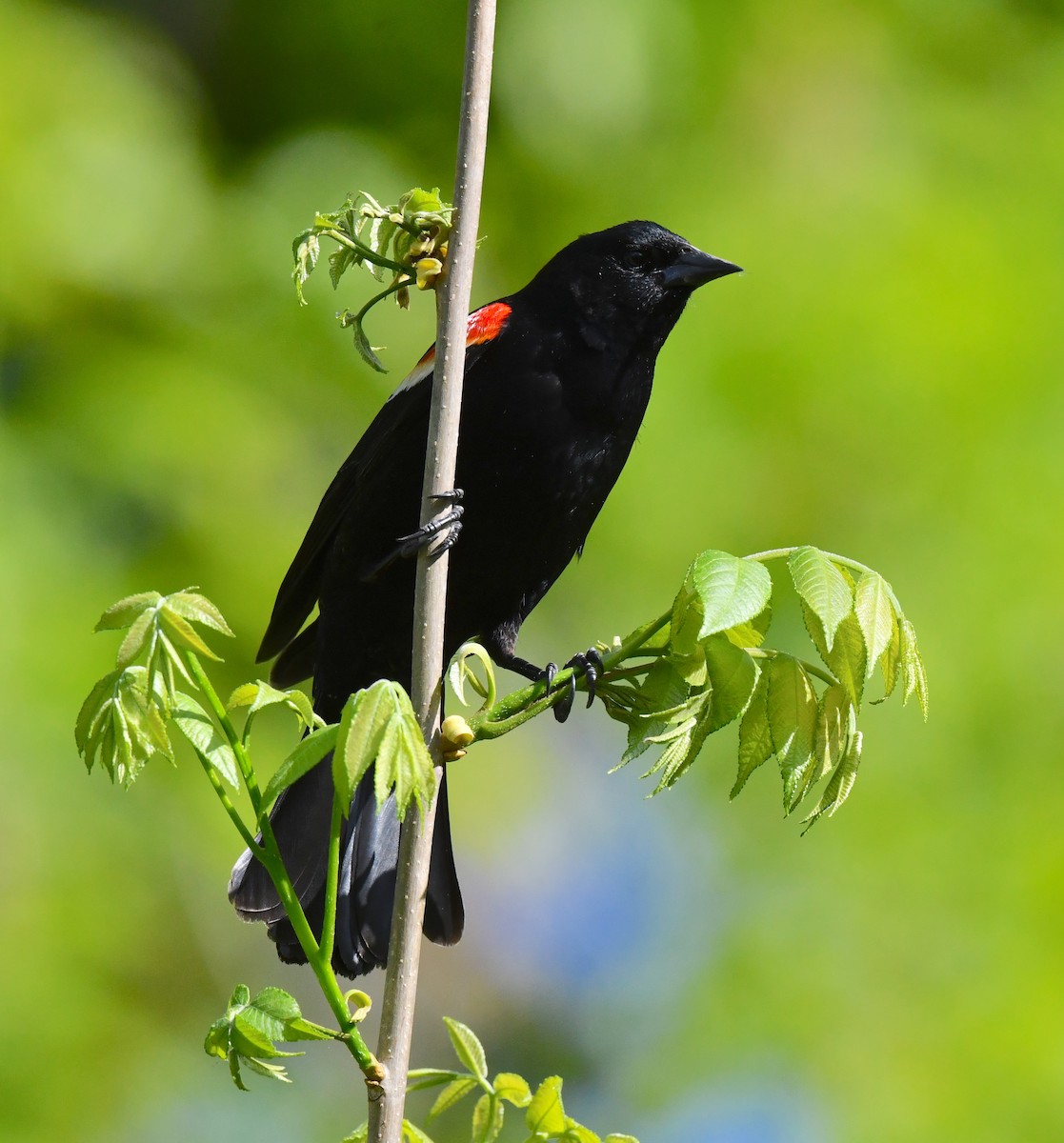 Red-winged Blackbird - Kristen Cart