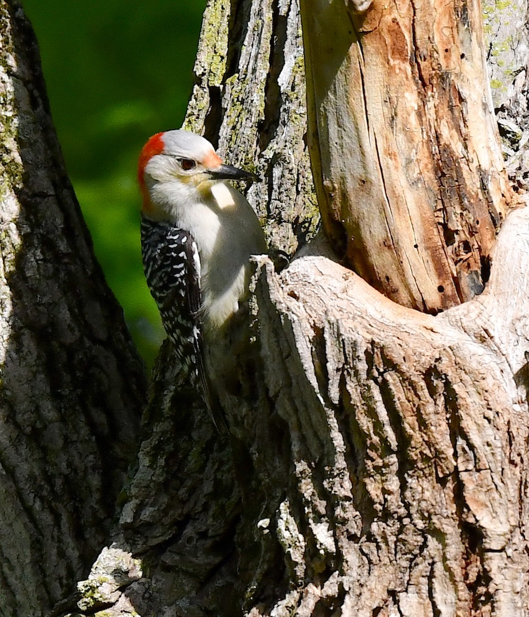 Red-bellied Woodpecker - Kristen Cart