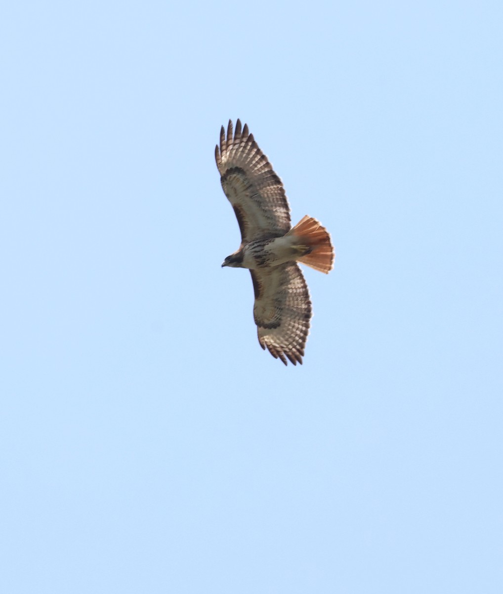 Red-tailed Hawk - ML618879408