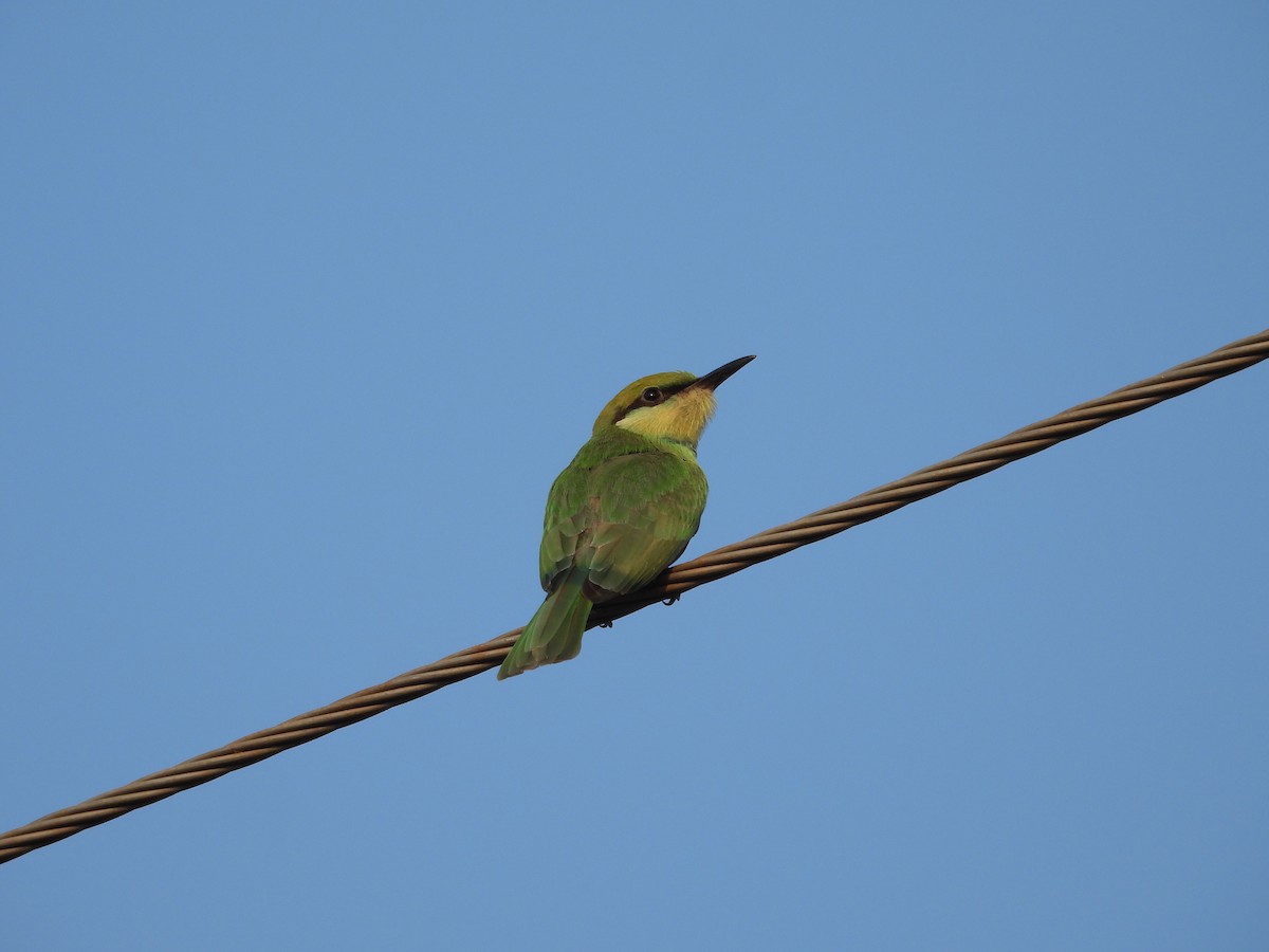 Asian Green Bee-eater - ML618879459