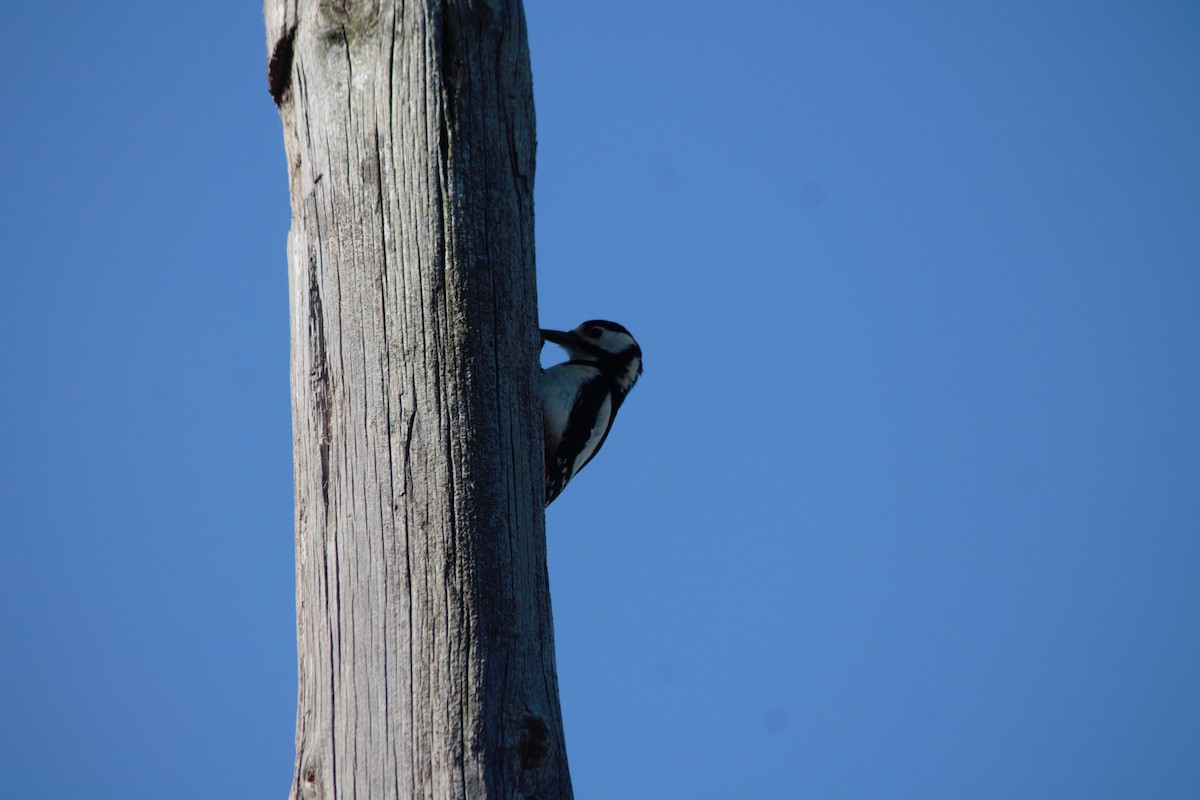 Great Spotted Woodpecker - ML618879503