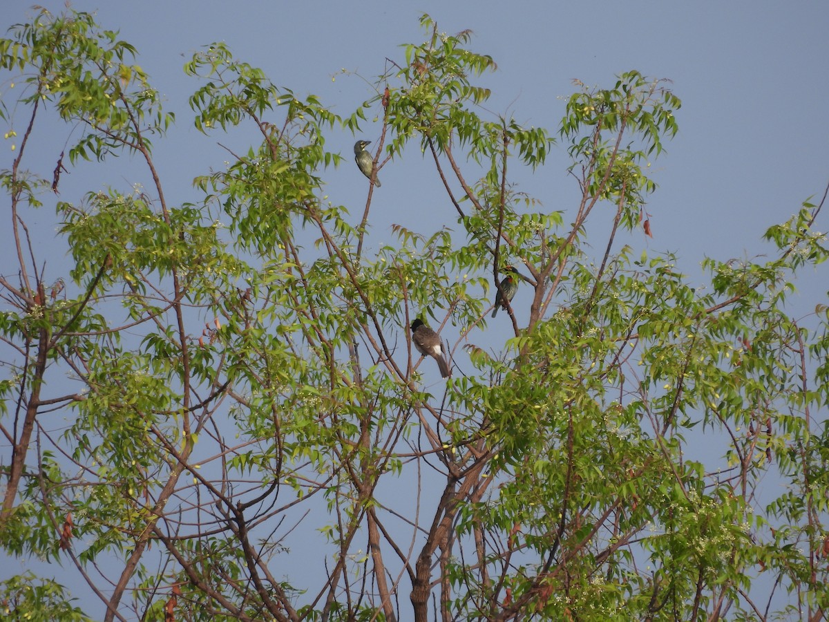 Red-vented Bulbul - ML618879507