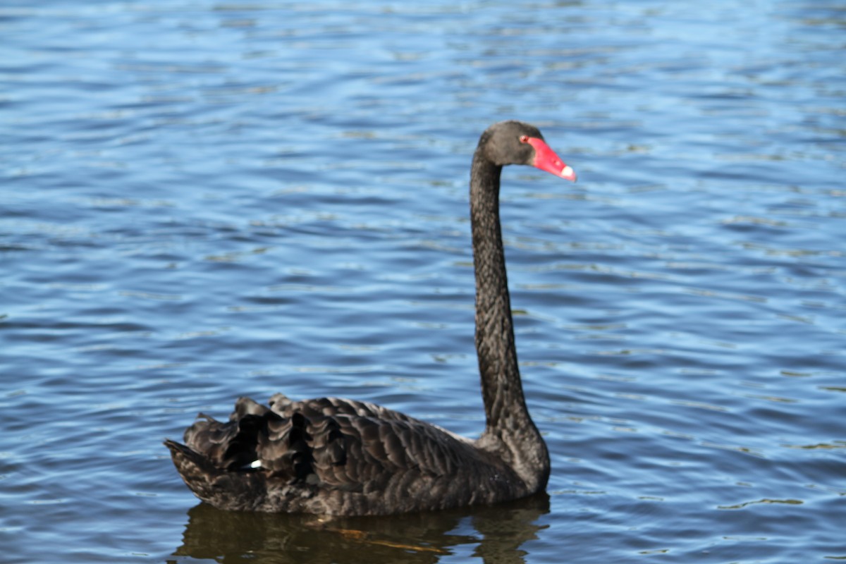 Black Swan - ML618879520