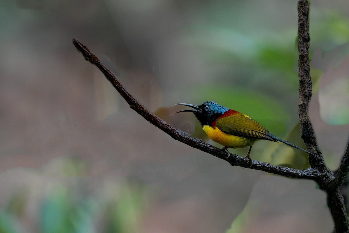 Green-tailed Sunbird - VIJAY S