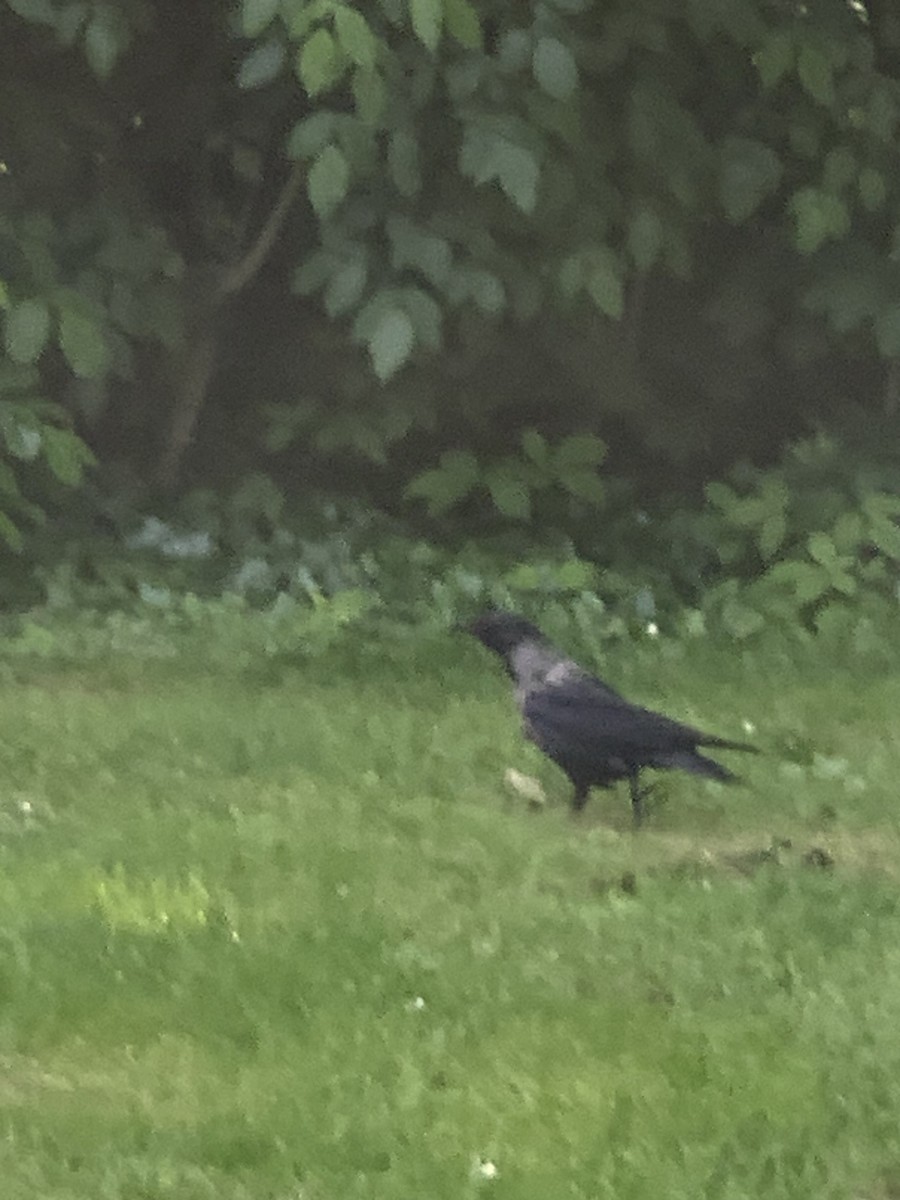 Hooded Crow - The Bird kid