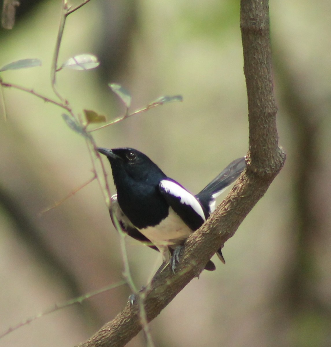 Oriental Magpie-Robin - Madhavi Babtiwale