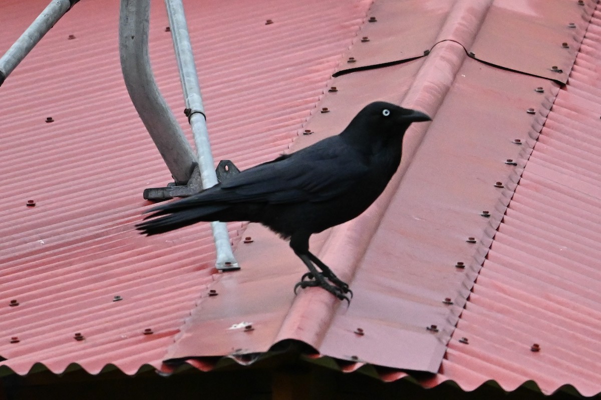 Australian Raven - ML618879616