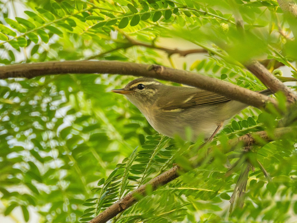 Two-barred Warbler - ML618879683