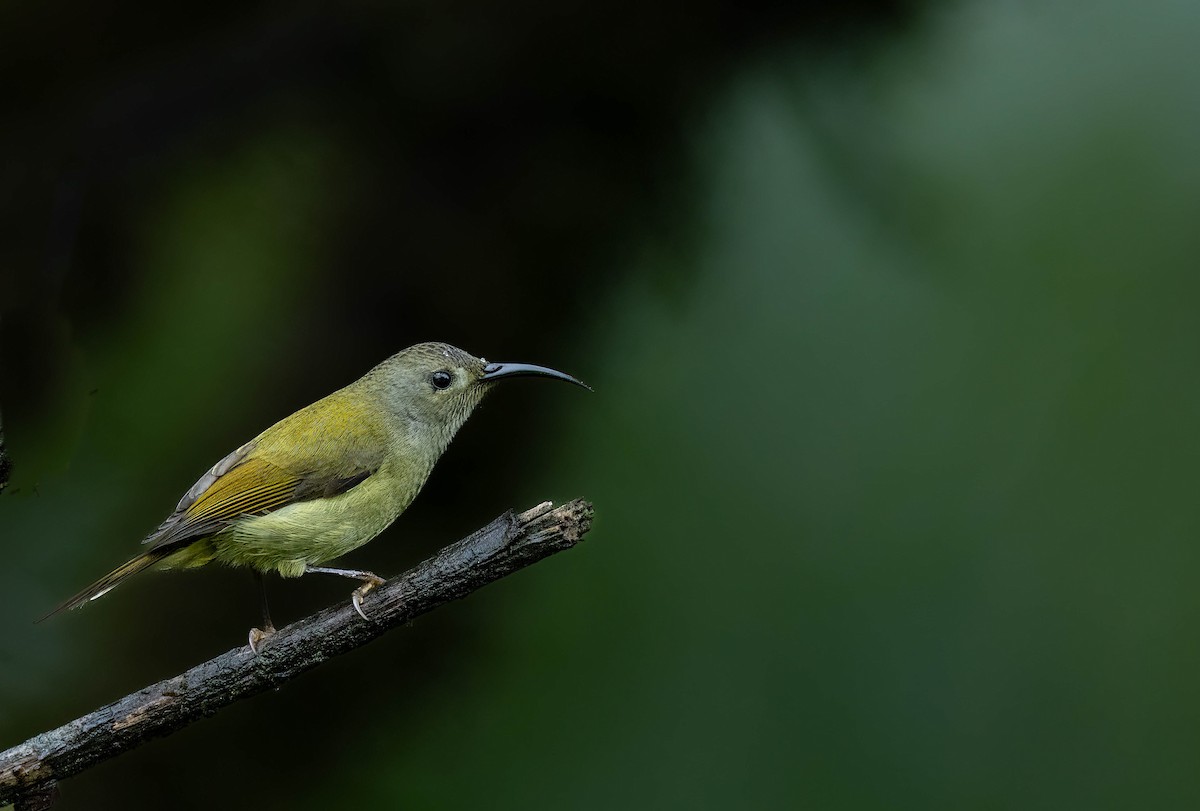 Green-tailed Sunbird - VIJAY S