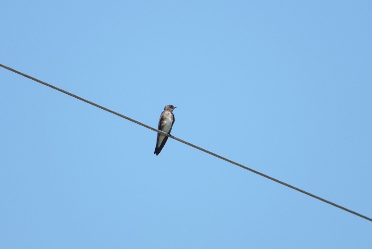 Northern Rough-winged Swallow - ML618879688