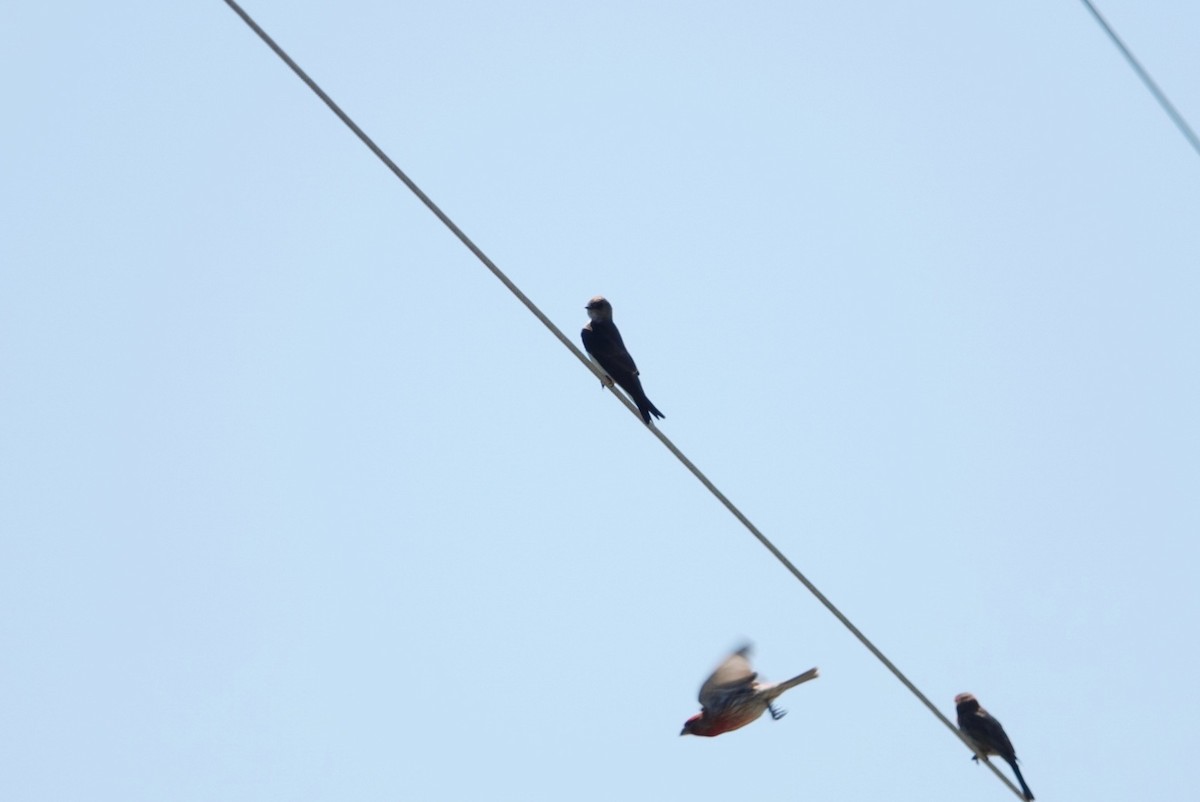 Northern Rough-winged Swallow - ML618879700