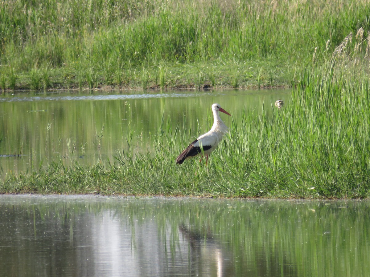White Stork - ML618879710