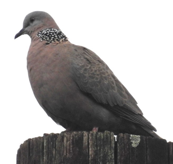 Spotted Dove - ML618879727