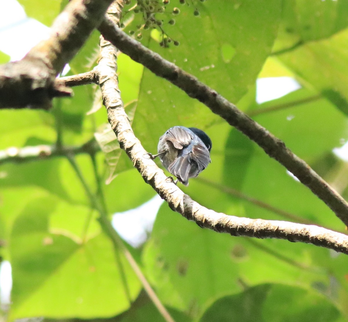 Nilgiri Flycatcher - Afsar Nayakkan