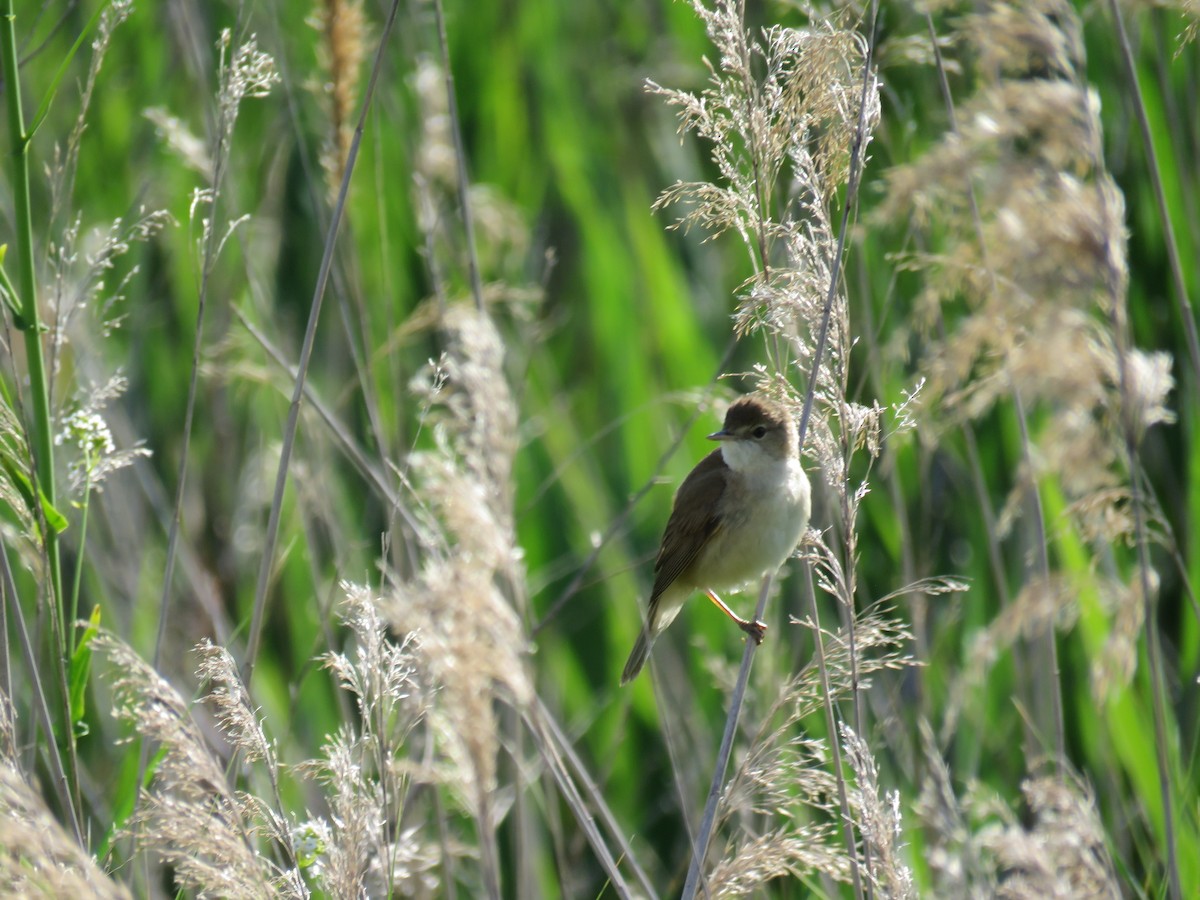 Common Reed Warbler - ML618879774