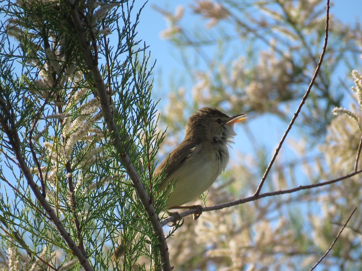 Common Reed Warbler - ML618879781