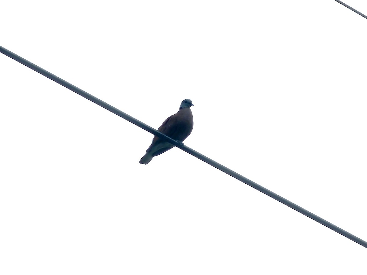Red Collared-Dove - ML618879851