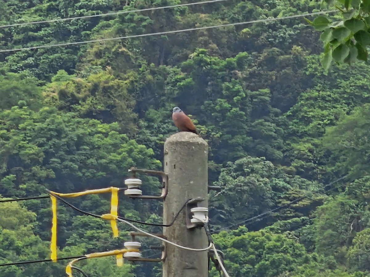 Red Collared-Dove - ML618879853