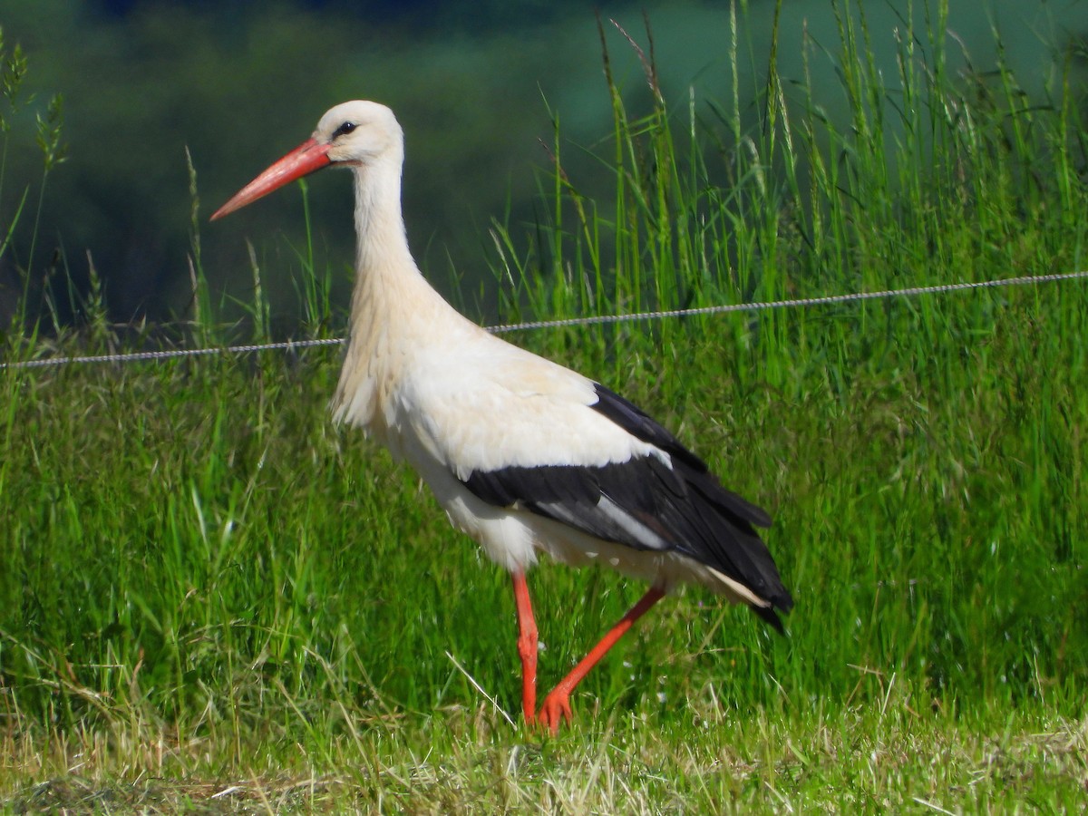 White Stork - ML618879863
