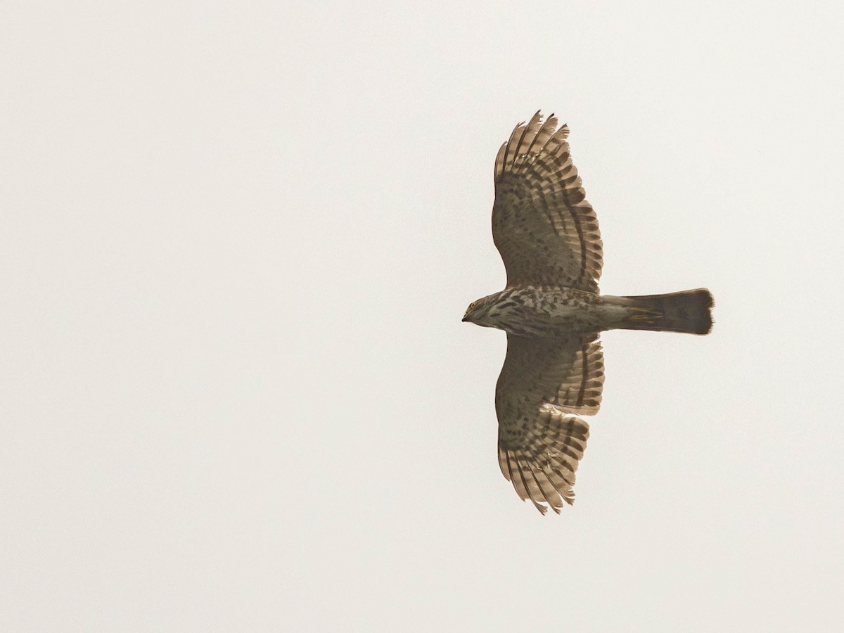 Chinese Sparrowhawk - Garret Skead