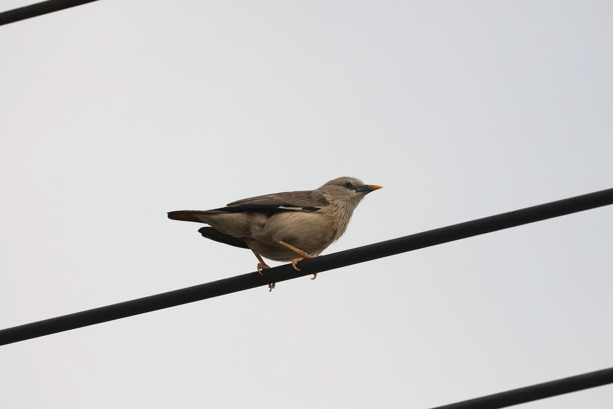 Chestnut-tailed Starling - ML618879865