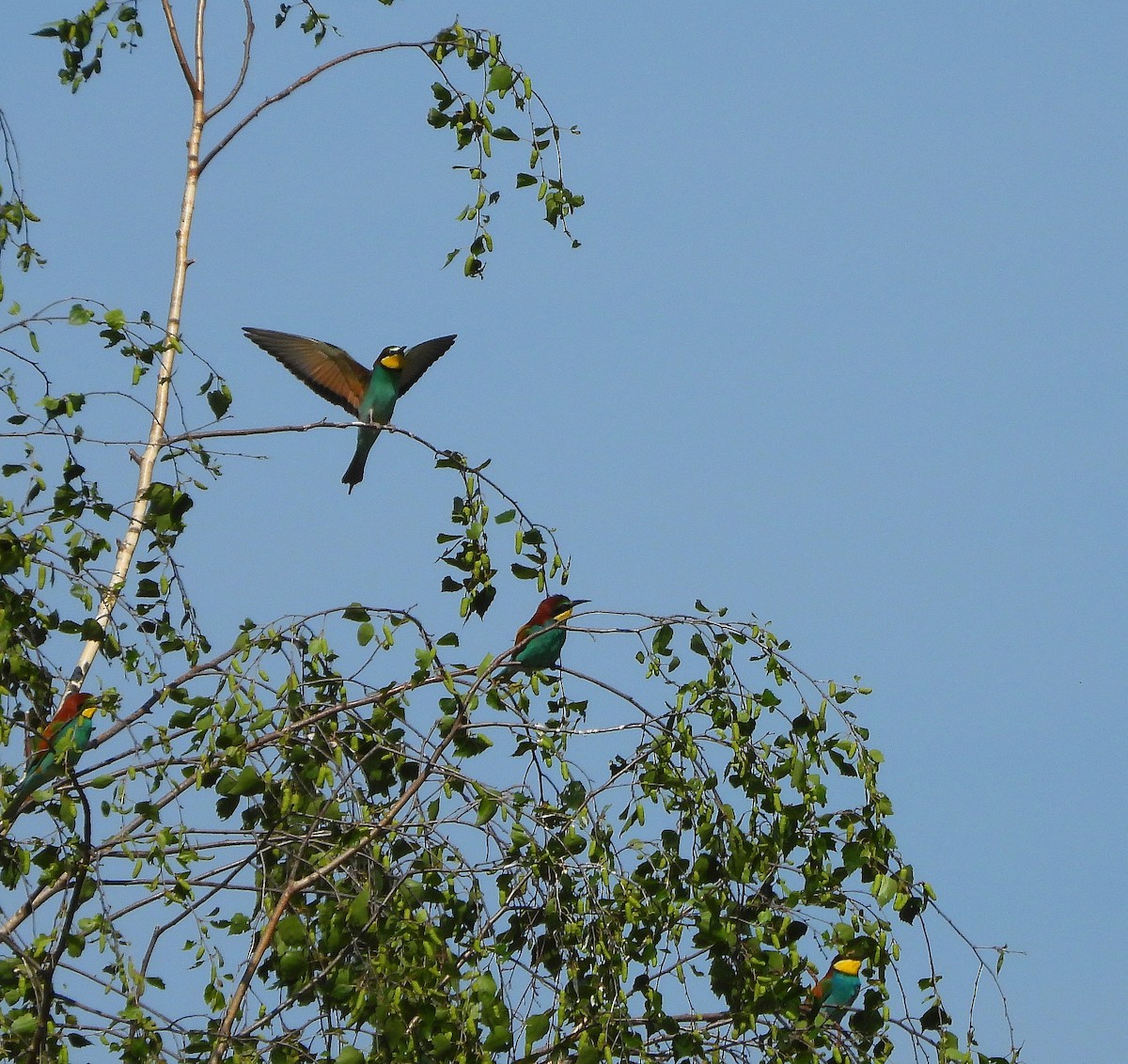 European Bee-eater - ML618879882