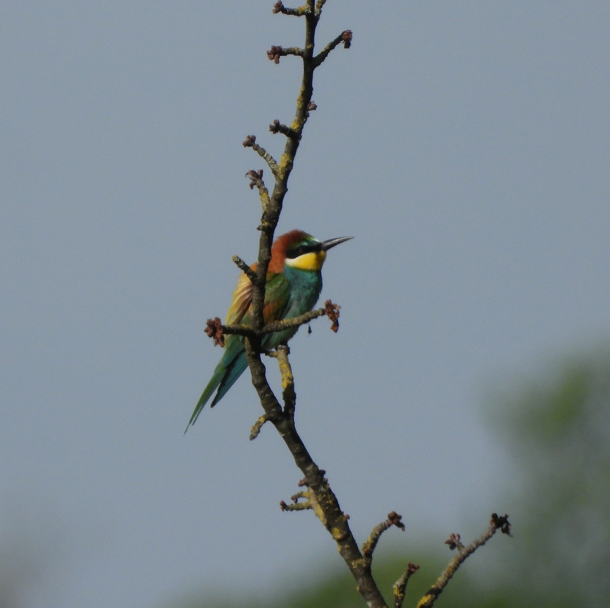 European Bee-eater - ML618879883