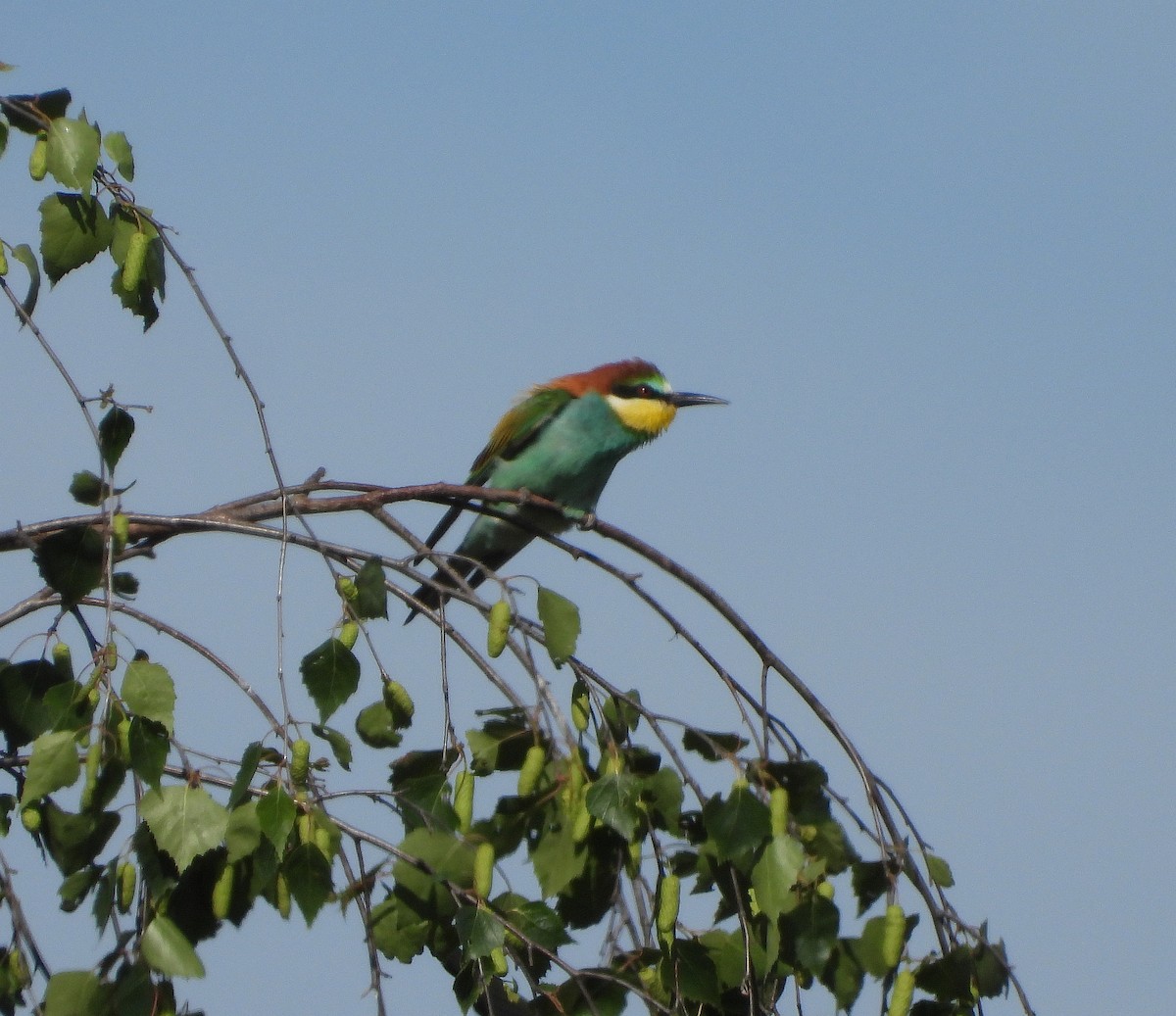 European Bee-eater - ML618879890