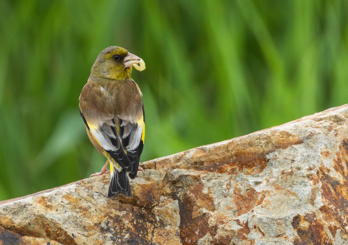 Oriental Greenfinch (Oriental) - Garret Skead